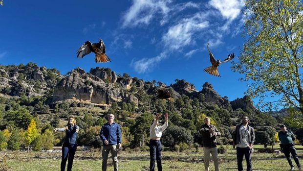 suelta milanos reales