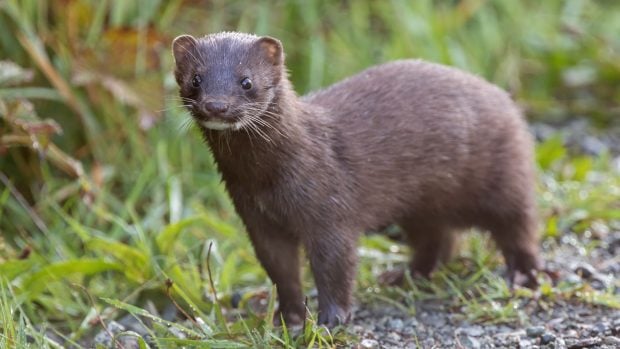 El visón, uno de los animales más apreciados por la industria peletera.