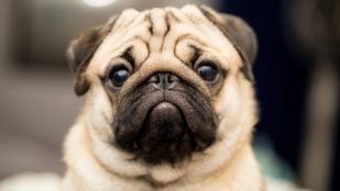 Perros con problemas de salud