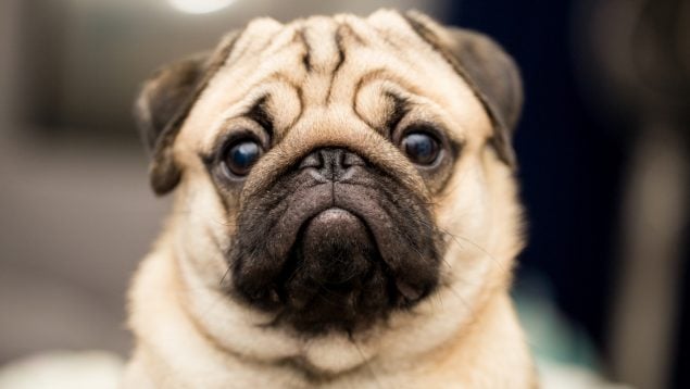 Perros con problemas de salud