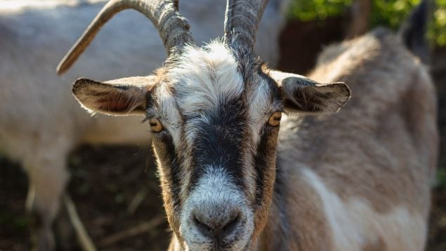 Cabra montés, fauna, naturaleza