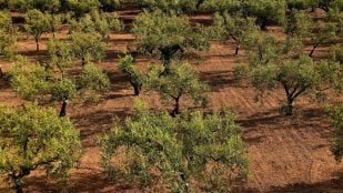 Investigan el uso de digestato para los olivos, revolución española en la agricultura, experimento para mejorar el suelo de los olivares, descubrimiento científico en agricultura, diferencia entre compost y digestato, olivos en España.