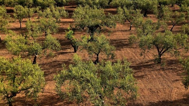 Investigan el uso de digestato para los olivos, revolución española en la agricultura, experimento para mejorar el suelo de los olivares, descubrimiento científico en agricultura, diferencia entre compost y digestato, olivos en España.