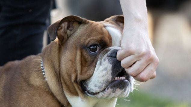 Perro, animales, mascotas