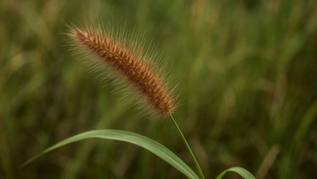 Hongo, planta invasora, Canarias, naturaleza