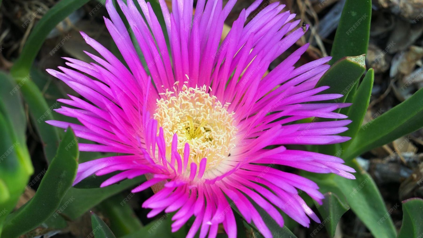 Uña de gato. Foto: Freepik