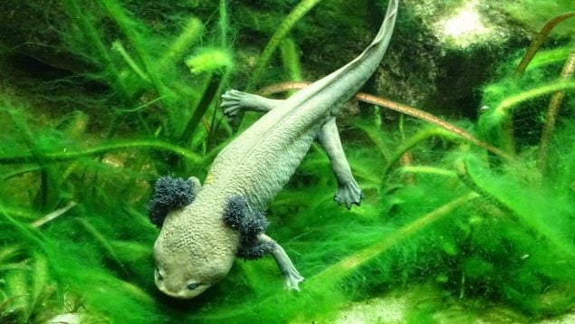 Anfibio, animal, curiosidades