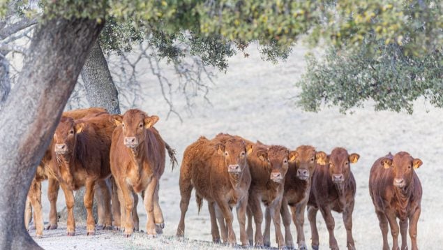 Agricultura ecológica