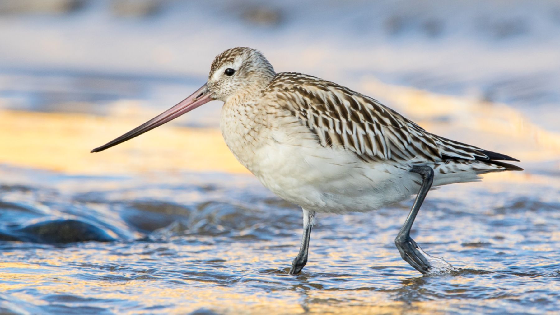 Aguja colipinta. Foto: Wikimedia Commons / CC BY-SA 4.0 / Orioram