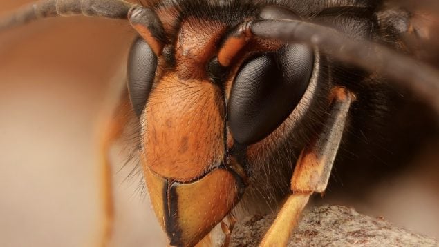 Avispa asiática, avispa, insectos
