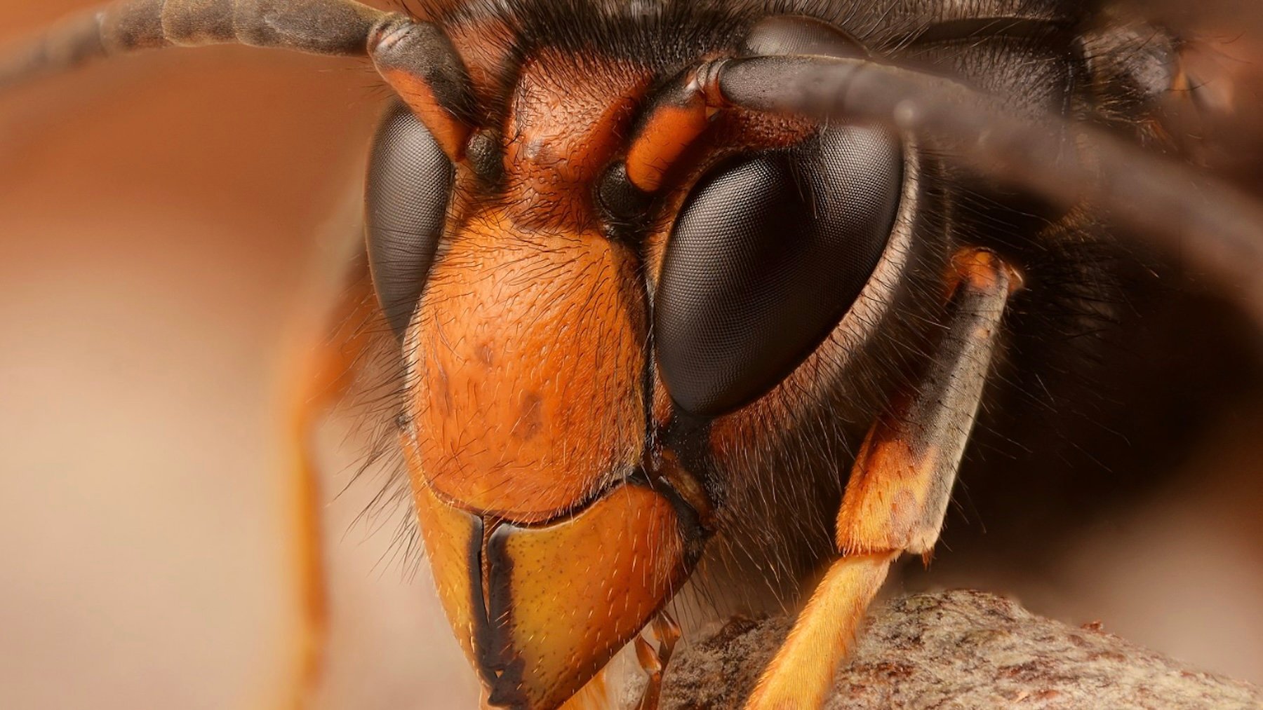 Una apicultora andaluza clama contra la invasión de la avispa asiática: ya ha reunido 77.000 firmas pidiendo ayuda