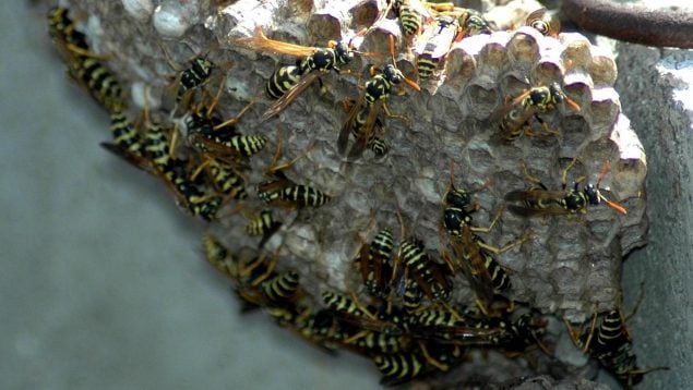 vespa velutina en Málaga, increíble panal de avispas en Málaga, colmena de avispas, avispas en Málaga.
