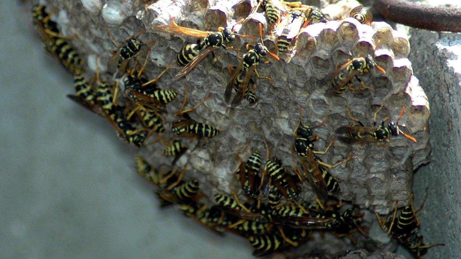 Parece de CSI, pero es real: la increíble odisea para retirar un nido de la avispa asiática mortal en Málaga