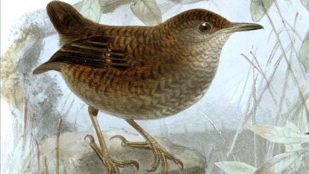 Cucarachero ruise&ntilde;or norte&ntilde;o (Microcerculus philomela).