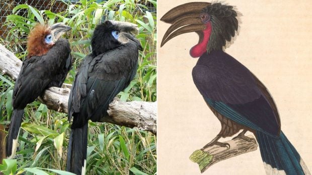 C&aacute;lao casquinegro (Ceratogymna atrata).