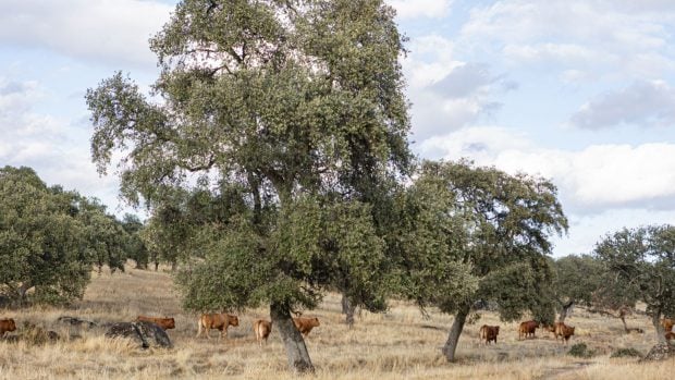 Explotación ganadera ecológica