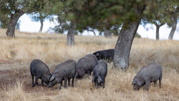 Ganadería ecológica