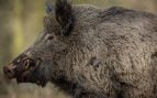 Jabalí, animal, curiosidades
