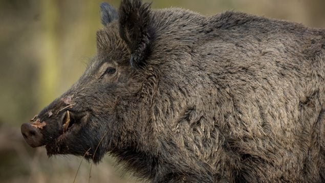 Jabalí, animal, curiosidades