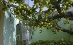 Limonero en casa