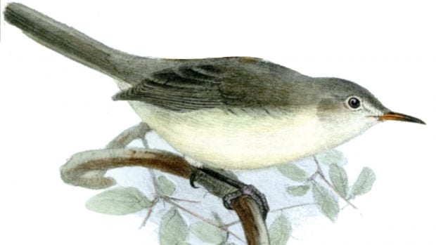 Aves Carricero de Rodrigues (Acrocephalus rodericanus).