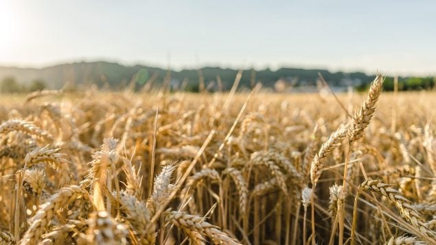 Variante Ankén- INIA de trigo, trigo contra la sequía, descubrimiento científico en agricultura, hallazgo científico contra la sequía, agronomía, trigo, agricultura sostenible.
