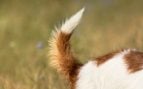 Perro con la punta de la cola blanca
