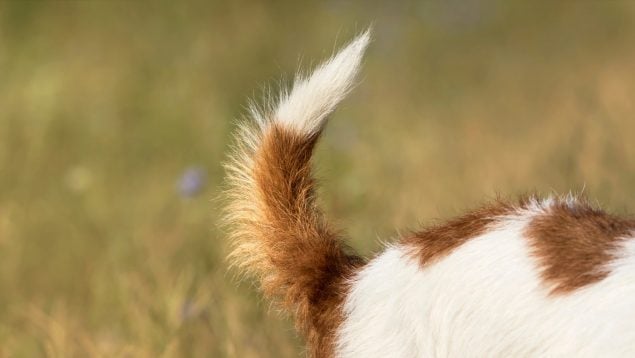 Perro con la punta de la cola blanca