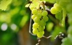 cómo se consiguen las uvas sin pepitas, uvas sin pepitas, cómo hacen uvas sin pepitas, agricultor explica cómo nacen las uvas sin pepitas, uva sin pepita, las uvas sin pepitas no llevan transgénicos, uvas sin pepitas naturales.