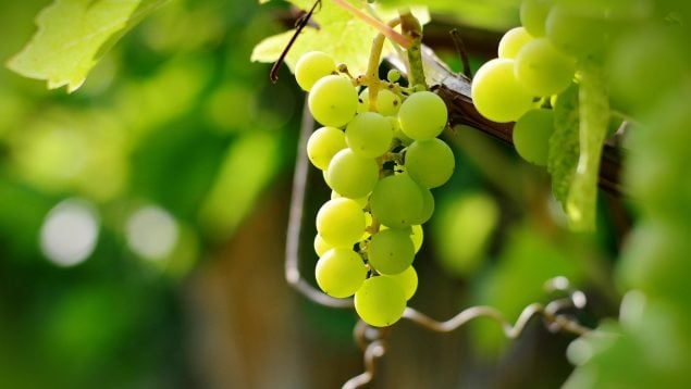 cómo se consiguen las uvas sin pepitas, uvas sin pepitas, cómo hacen uvas sin pepitas, agricultor explica cómo nacen las uvas sin pepitas, uva sin pepita, las uvas sin pepitas no llevan transgénicos, uvas sin pepitas naturales.