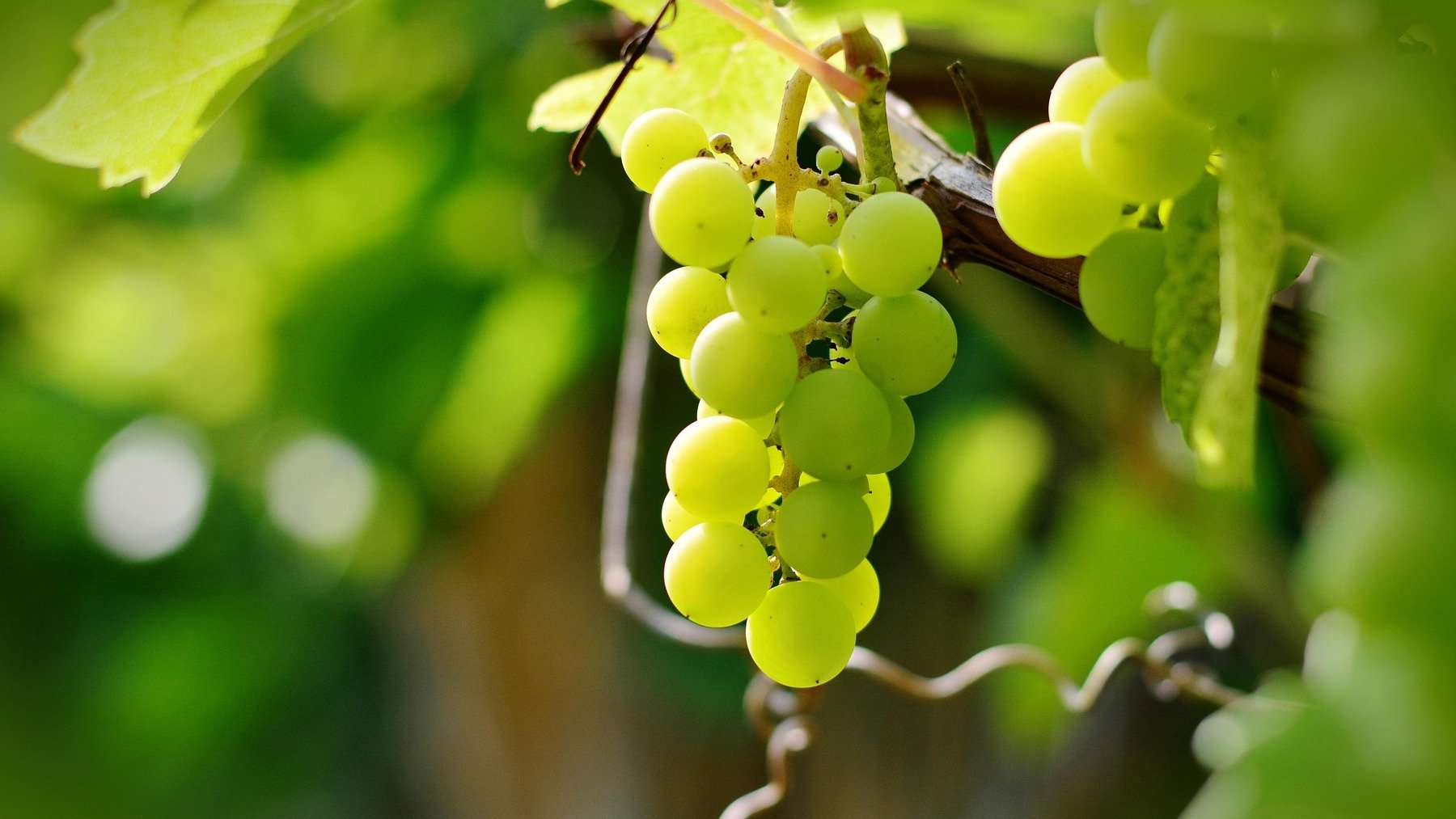 Uvas.