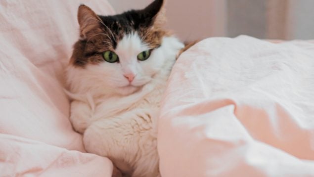 Dormir con el gato