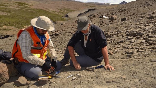 Hallazgo del fósil del mamífero más antiguo de Chile, descubren fósil de molar de la Patagonia prehistórica, mamífero molar en Chile.