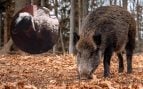 Denuncia de una ganadera de Castilla y León por los ataques de jabalí, ataques de jabalíes en España, jabalíes atacan a las ovejas, ganadera se queja del jabalí en las granjas.