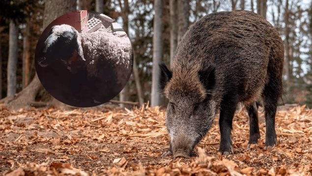 Denuncia de una ganadera de Castilla y León por los ataques de jabalí, ataques de jabalíes en España, jabalíes atacan a las ovejas, ganadera se queja del jabalí en las granjas.