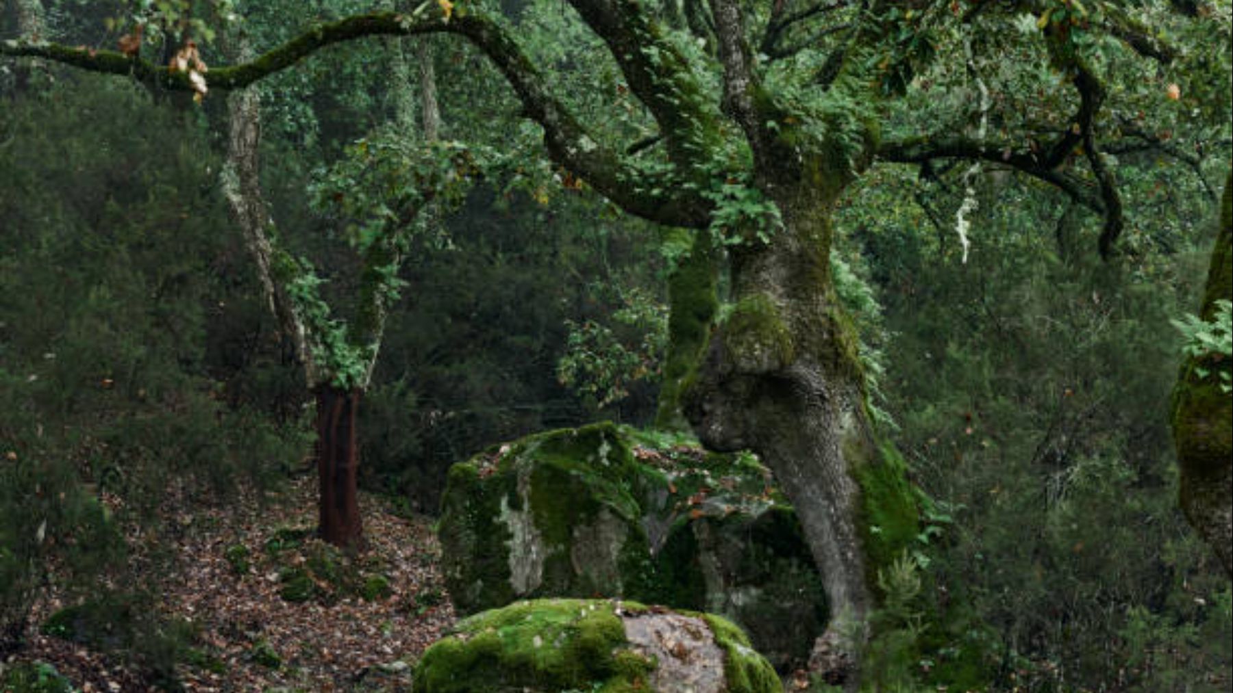 Parque Natural de Los Alcornocales. (Foto: iStock)