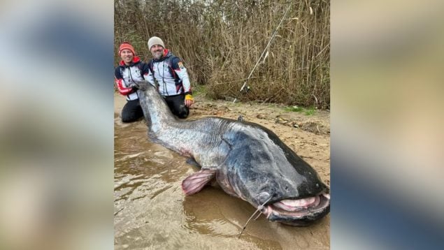 siluro, pez, animal, pesca