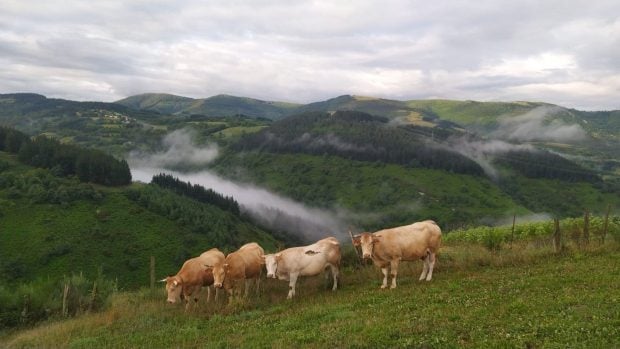 paisaje con vacas