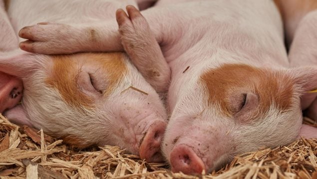 Cruce jabalíes y cerdo vietnamita, jabalí problema en España, qué es un cerdolí, cruces famosos del cerdo y del jabalí.