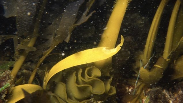 Undaria pinnatifida, especie invasora, planta