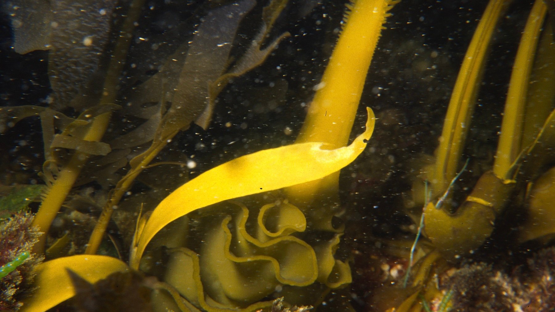 Los científicos no saben qué hacer: una de las peores especies invasoras del Atlántico es refugio de otros animales