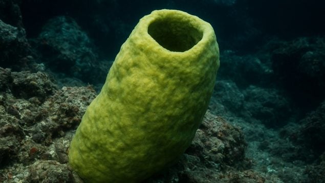 Esponja marina, naturaleza, océanos