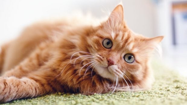 Cada hora son abandonadas 33 mascotas en España