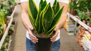 Lengua de suegra, plantas, hogar