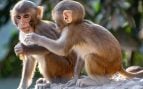 Monos a la fuga en Estados Unidos, monos se escapan en el traslado al laboratorio, uso científico de primates, experimentos con animales en Estados Unidos.