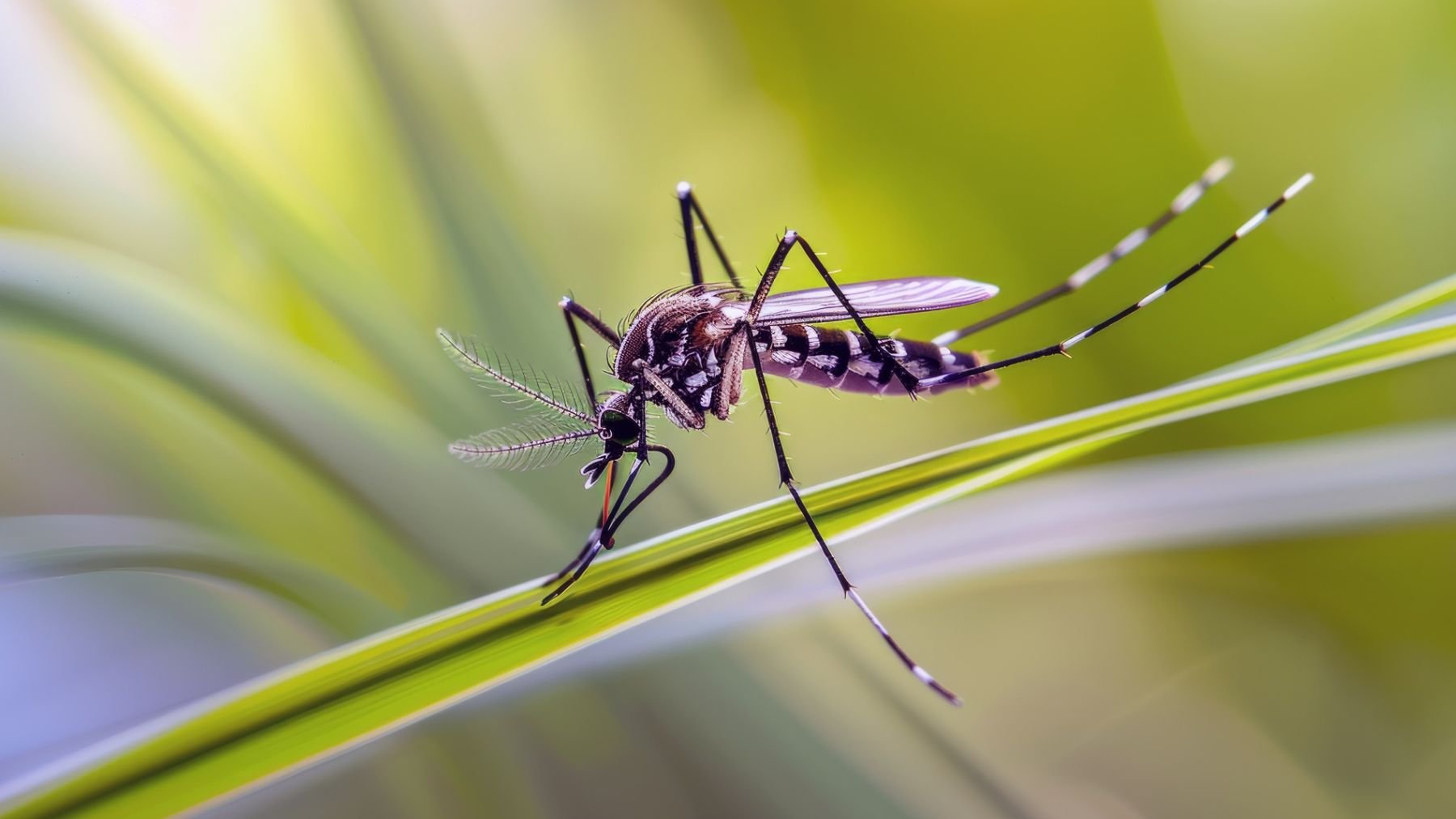Recreación artística de un mosquito tigre.