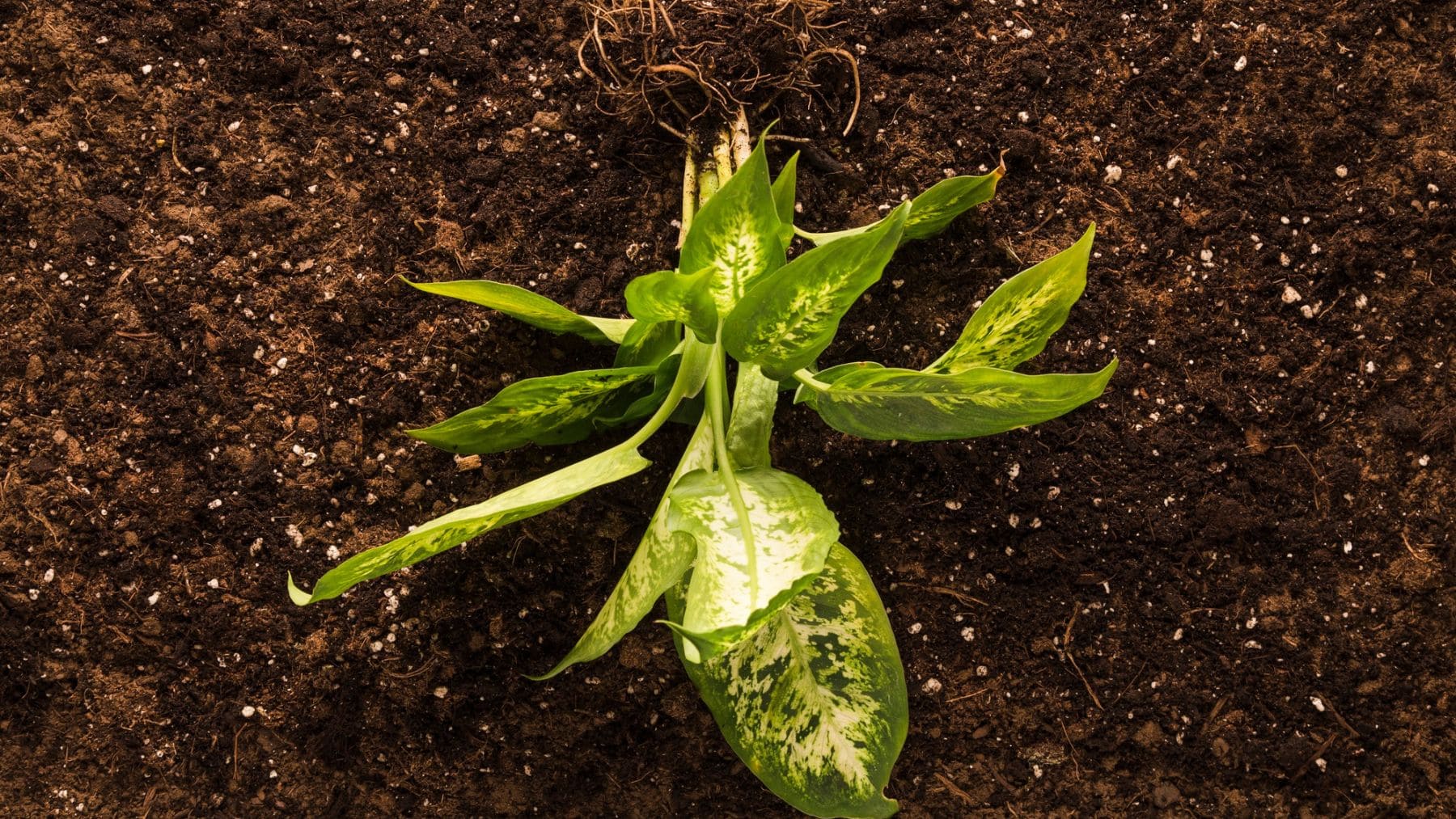 No, las plantas no respiran sólo por las hojas: un estudio demuestra cómo lo hacen también bajo el suelo