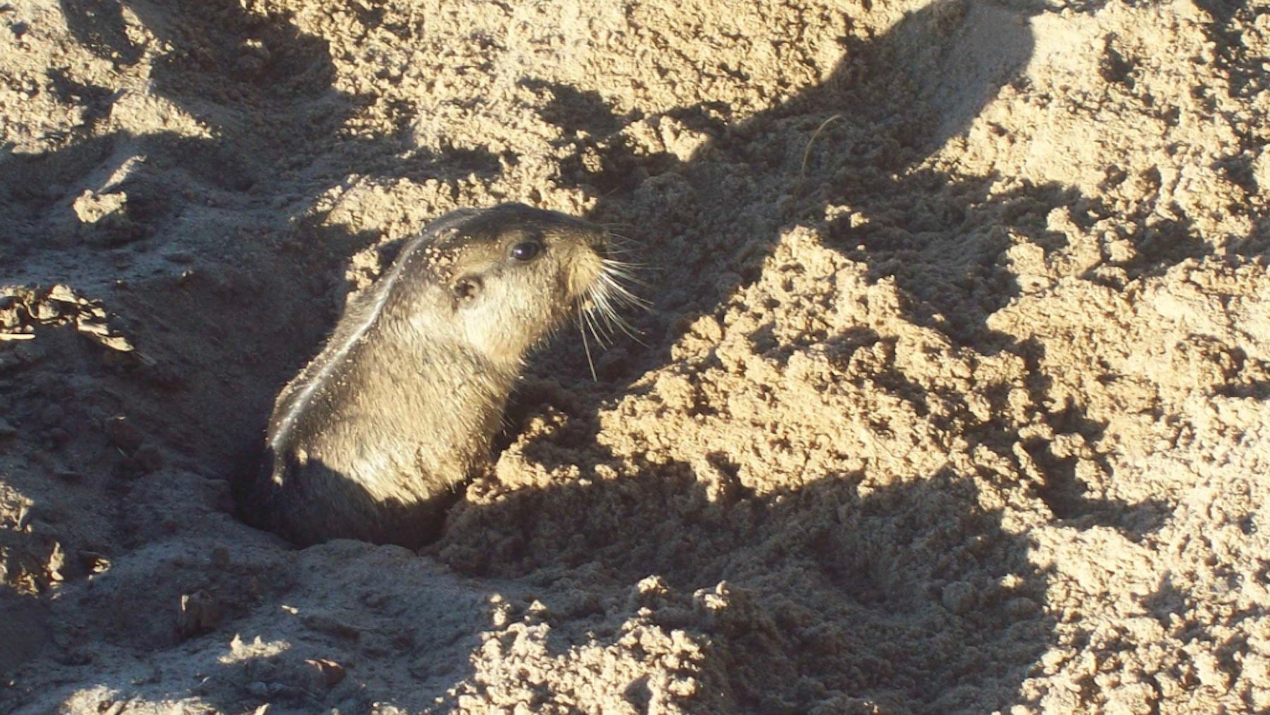 Parece un mini capibara, pero está en peligro de extinción y han descubierto que se comunica con un lenguaje secreto