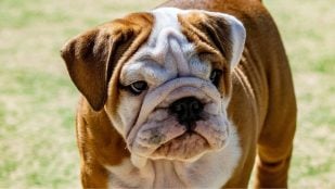 Razas de perros tranquilos