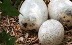 Huevos de dinosaurio